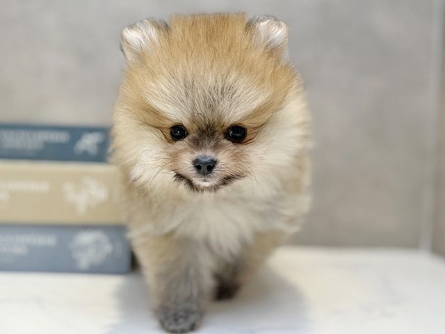 埼玉県のポメラニアン (ペッツファースト川口店/2025年12月6日生まれ/男の子/オレンジ)の子犬の1枚目の画像