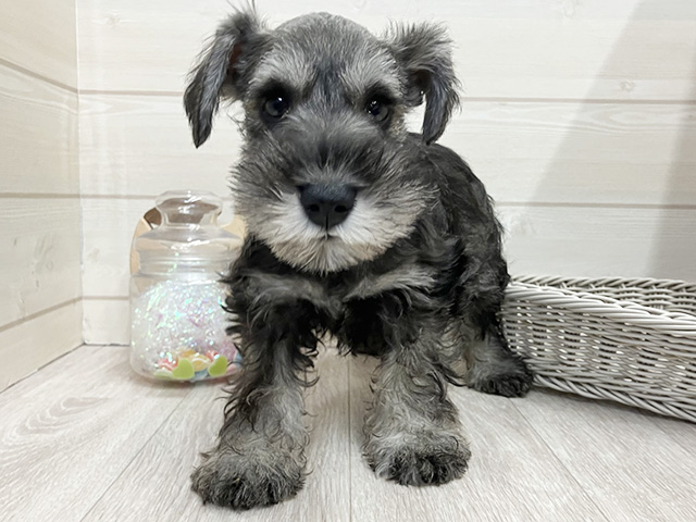 ミニチュアシュナウザー