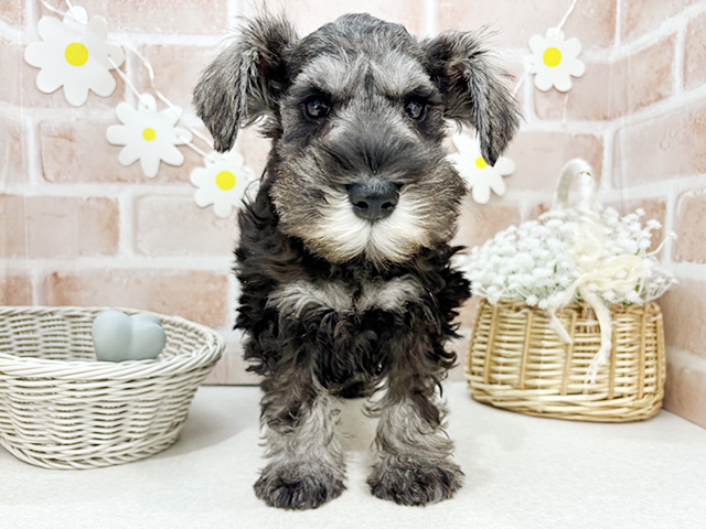 ミニチュアシュナウザー