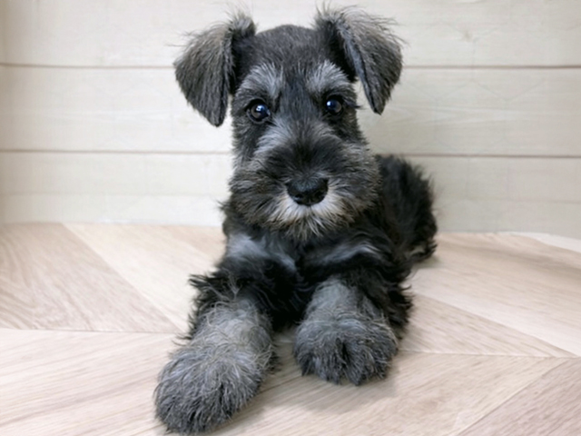 ミニチュアシュナウザー