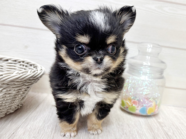 愛知県のチワワ(ロング) (ペッツファースト大高店/2025年12月6日生まれ/男の子/ブラックタンホワイト)の子犬の1枚目の画像