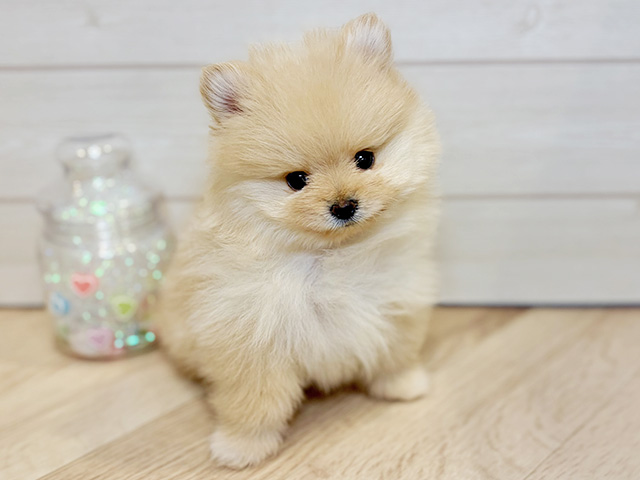 神奈川県のポメラニアン (ペッツファースト川崎店/2025年12月6日生まれ/男の子/クリーム)の子犬の1枚目の画像