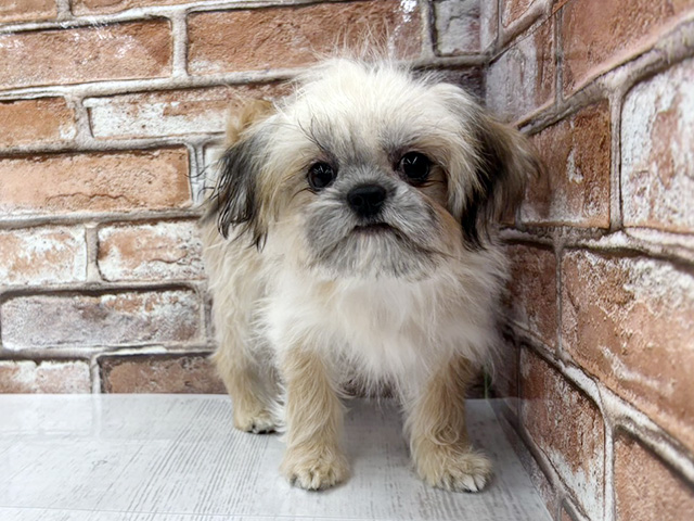 大阪府のチワズー/チワシーズ(チワワ×シーズー) (ペッツファースト茨木目垣店/2025年10月10日生まれ/男の子/オレンジフォーン)の子犬の1枚目の画像