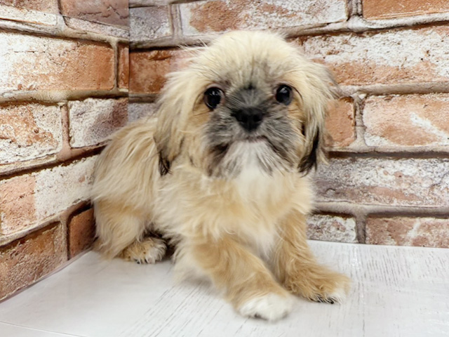 大阪府のチワズー/チワシーズ(チワワ×シーズー) (ペッツファースト茨木目垣店/2025年10月10日生まれ/女の子/オレンジフォーン)の子犬の1枚目の画像