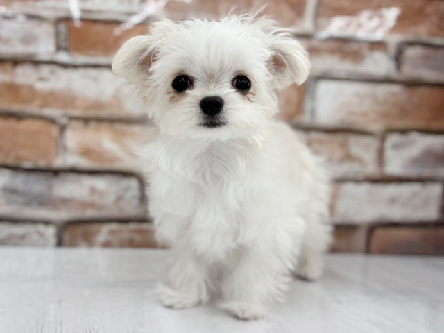 大阪府のチワマル/マルチワ(チワワ×マルチーズ) (ペッツファースト茨木目垣店/2025年12月6日生まれ/女の子/ホワイト)の子犬