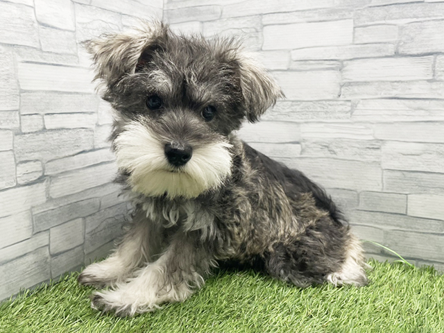 神奈川県のミニチュアシュナウザー (ペッツファースト横浜瀬谷店/2025年12月6日生まれ/女の子/ソルトペッパー)の子犬の1枚目の画像