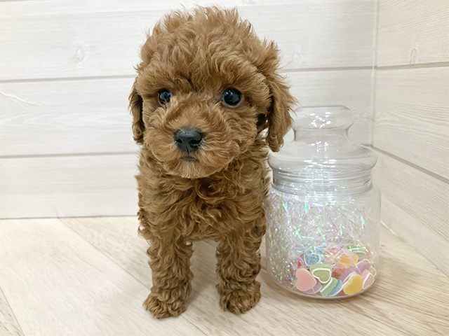 埼玉県のトイプードル(トイ) (ペッツファーストふじみ野店/2025年12月5日生まれ/男の子/レッド)の子犬