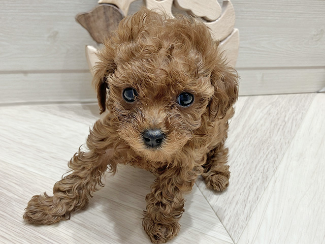 広島県のトイプードル(トイ) (ペッツファースト広島府中店/2025年12月6日生まれ/女の子/レッド)の子犬の1枚目の画像