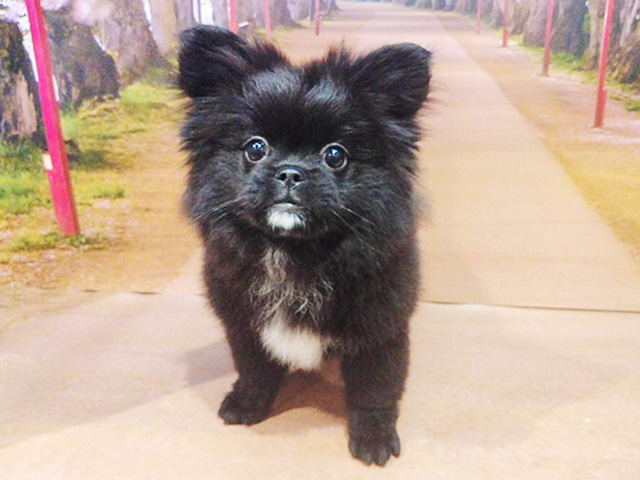 埼玉県のペキポメ/ポメペキ(ペキニーズ×ポメラニアン) (ペッツファースト与野店/2025年12月1日生まれ/女の子/ブラックホワイト)の子犬の1枚目の画像