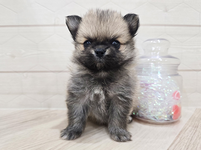 東京都のポメチワ/チワポメ/ポメチー(ポメラニアン×チワワ) (ペッツファースト吉祥寺サンロード店/2025年12月8日生まれ/女の子/オレンジ)の子犬の1枚目の画像