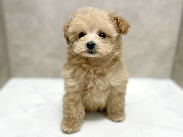 トイプードル