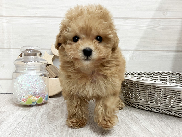 愛知県のトイプードル(タイニー) (ペッツファースト大高店/2025年12月5日生まれ/女の子/アプリコット)の子犬