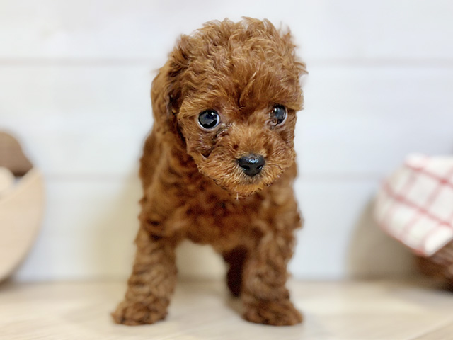 東京都のトイプードル(タイニー) (ペッツファースト昭島店/2025年12月8日生まれ/男の子/レッド)の子犬