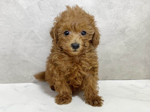 千葉県のトイプードル(タイニー) (ペッツファースト稲毛店/2025年12月8日生まれ/男の子/レッド)の子犬の1枚目の画像