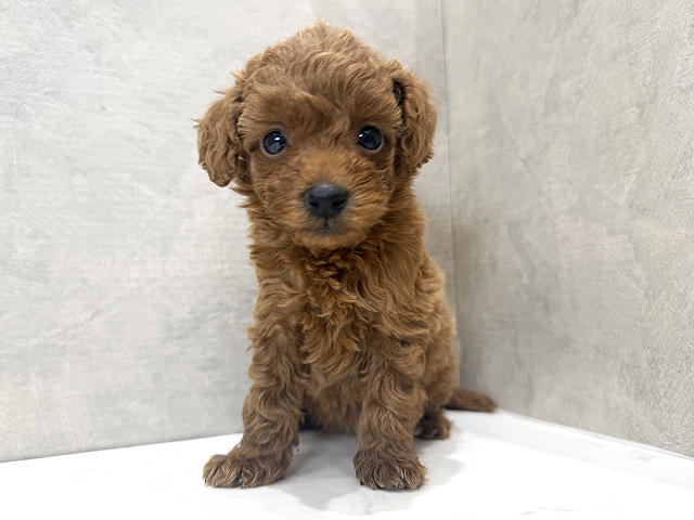 静岡県のトイプードル(タイニー) (ペッツファースト富士宮店/2025年12月8日生まれ/女の子/レッド)の子犬の1枚目の画像