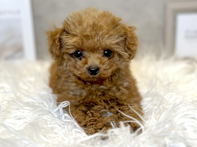 東京都のトイプードル(ティーカップ) (ペッツファースト青山店/2025年11月30日生まれ/男の子/レッド)の子犬