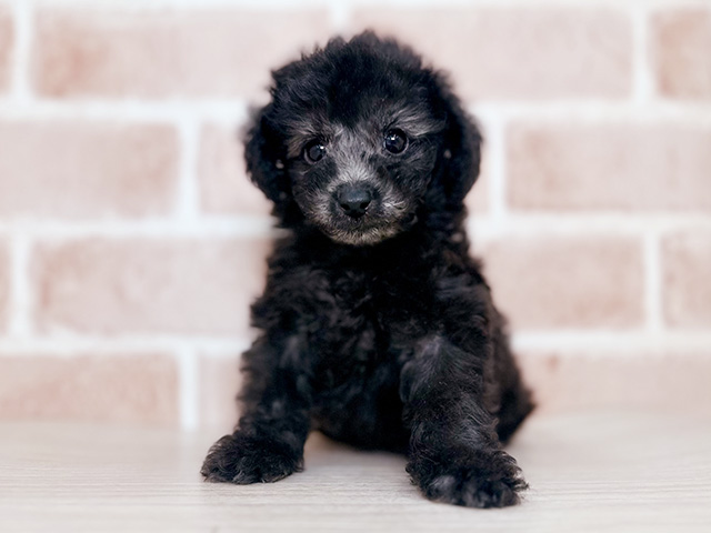 埼玉県のトイプードル(タイニー) (ペッツファーストさいたま新都心店/2025年12月5日生まれ/男の子/シルバー)の子犬