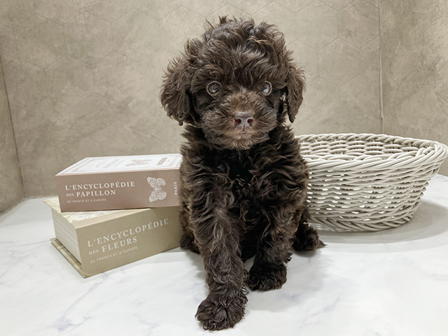 東京都のトイプードル(タイニー) (ペッツファースト晴海店/2025年12月7日生まれ/男の子/ブラウン)の子犬