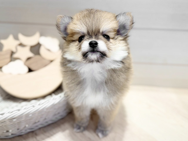 群馬県のポメチワ/チワポメ/ポメチー(ポメラニアン×チワワ) (ペッツファースト高崎店/2025年12月5日生まれ/男の子/オレンジ)の子犬の1枚目の画像