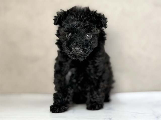 トイプードル