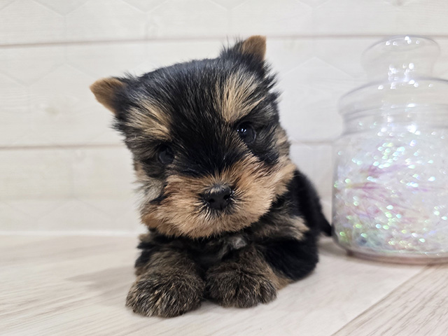 ヨークシャーテリア