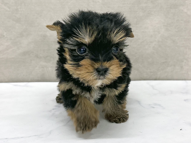 ヨークシャーテリア