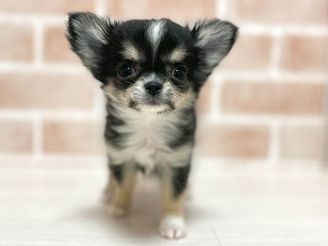 大阪府のチワワ(ロング) (ペッツファースト高槻店/2025年12月8日生まれ/男の子/ブラックタンホワイト)の子犬の1枚目の画像