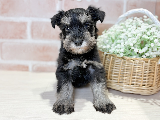 岡山県のミニチュアシュナウザー (ペッツファースト倉敷店/2025年12月7日生まれ/女の子/ブラックシルバー)の子犬の1枚目の画像