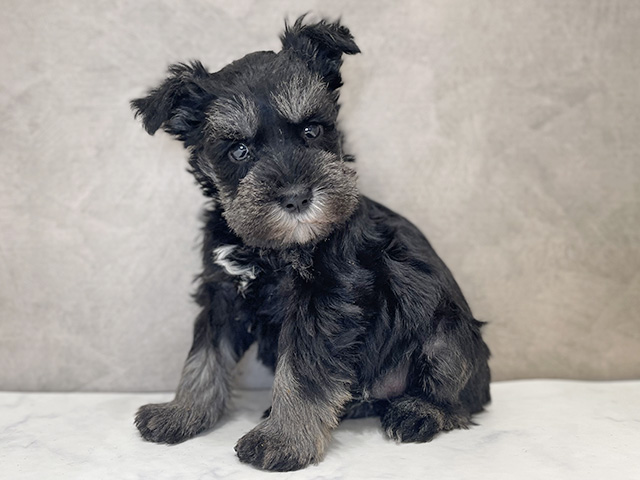 千葉県のミニチュアシュナウザー (ペッツファーストららぽーとTOKYO-BAY店/2025年12月7日生まれ/女の子/ブラックシルバー)の子犬の1枚目の画像