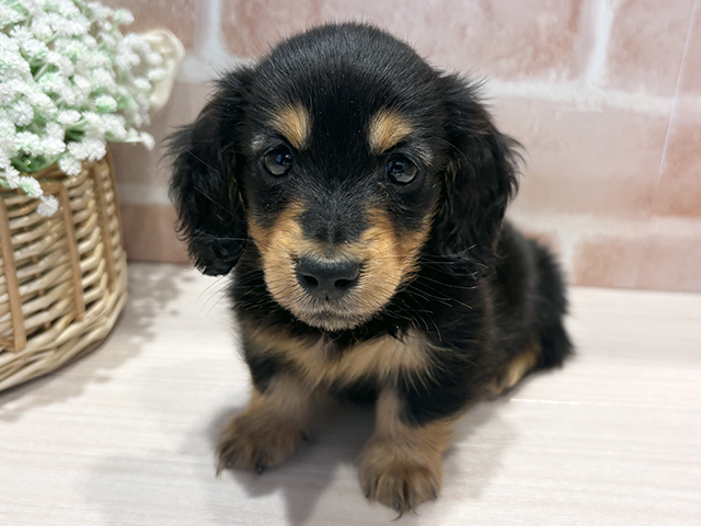 神奈川県のミニチュアダックスフンド(ロング) (ペッツファースト横浜元町店/2025年12月7日生まれ/男の子/ブラックタン)の子犬