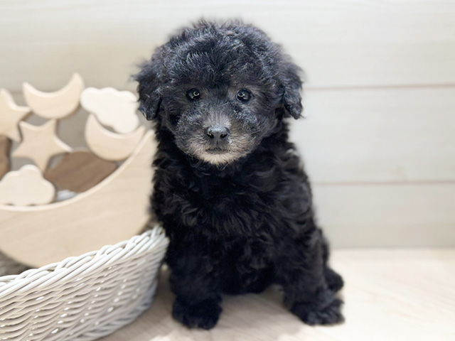 群馬県のトイプードル(トイ) (ペッツファースト高崎店/2025年12月8日生まれ/女の子/シルバー)の子犬の1枚目の画像