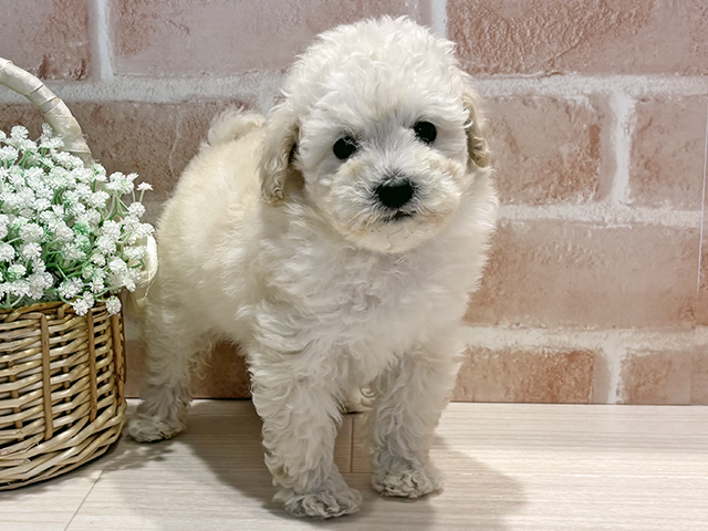 神奈川県のトイプードル(トイ) (ペッツファースト横浜元町店/2025年12月8日生まれ/女の子/ホワイト)の子犬の1枚目の画像