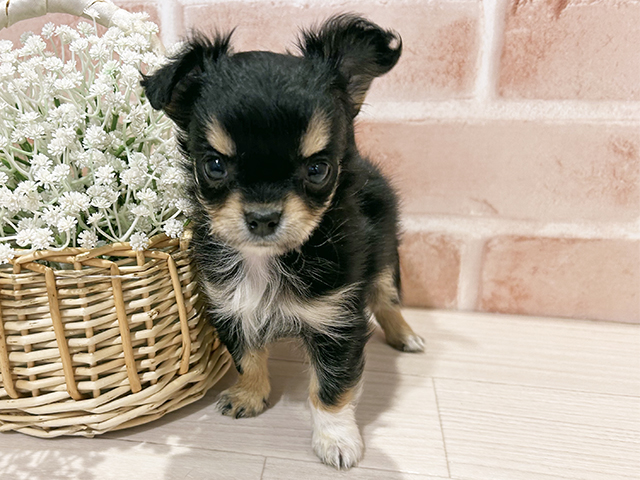 東京都のチワワ(ロング) (ペッツファースト町田店/2025年12月8日生まれ/女の子/ブラックタン)の子犬の1枚目の画像