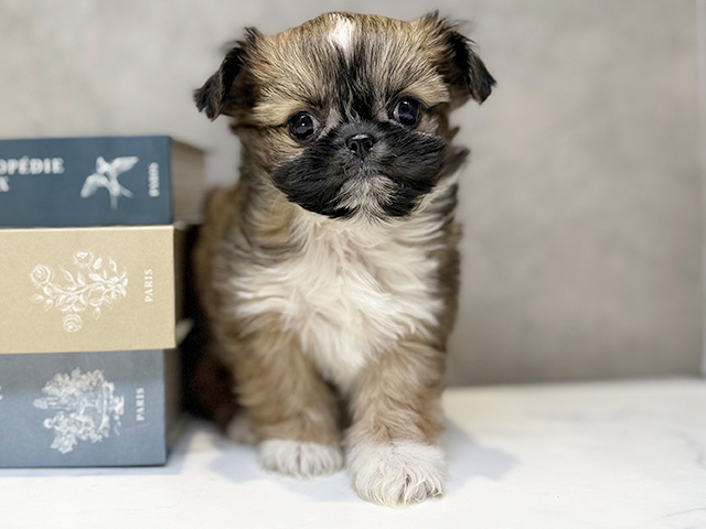 埼玉県のチワズー/チワシーズ(チワワ×シーズー) (ペッツファースト川口店/2025年12月8日生まれ/男の子/レッドホワイト)の子犬の1枚目の画像