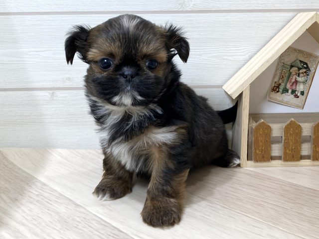 シーズーミックス