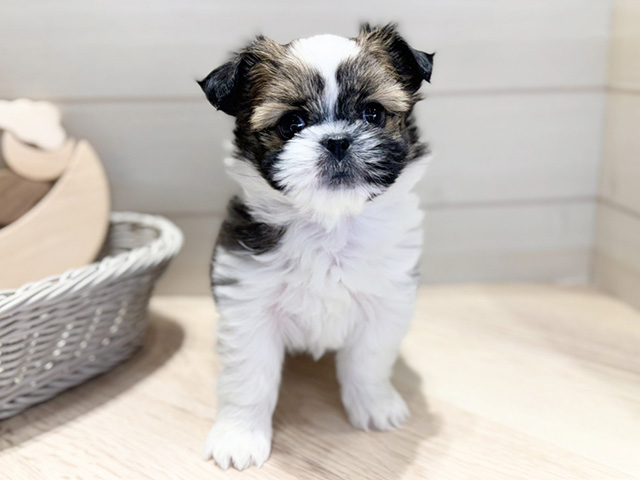 シーズーミックス