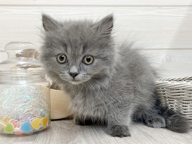 愛知県のミヌエット (ペッツファースト大高店/2025年12月7日生まれ/男の子/ブルータビー)の子猫の1枚目の画像