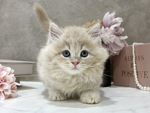 東京都のミヌエット (ペッツファースト新宿店/2025年12月8日生まれ/女の子/クリームタビー)の子猫