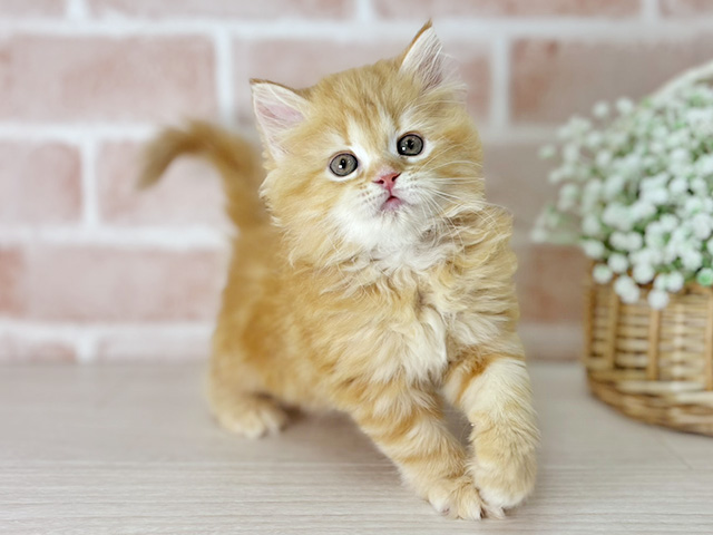 京都府のサイベリアン (ペッツファースト京都店/2025年12月8日生まれ/女の子/レッドタビー)の子猫の1枚目の画像