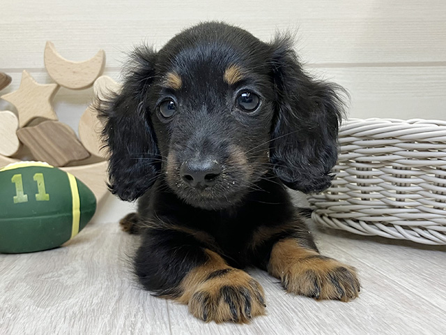 愛知県のミニチュアダックスフンド(ロング) (ペッツファースト大高店/2025年12月8日生まれ/男の子/ブラックタン)の子犬の1枚目の画像