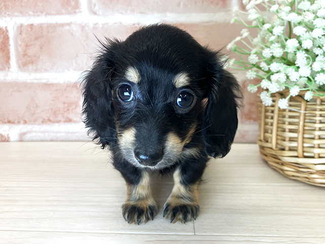 京都府のミニチュアダックスフンド(ロング) (ペッツファースト京都店/2025年12月8日生まれ/女の子/ブラックイエロー)の子犬の1枚目の画像