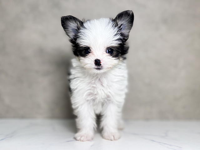 大阪府のチワマル/マルチワ(チワワ×マルチーズ) (ペッツファースト東大阪店/2025年12月8日生まれ/女の子/ホワイトブラック)の子犬