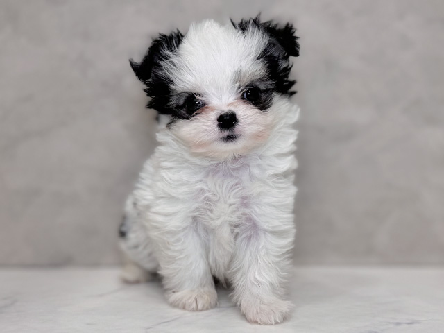 埼玉県のチワマル/マルチワ(チワワ×マルチーズ) (ペッツファーストPETEMOレイクタウンmori店/2025年12月8日生まれ/男の子/ホワイトブラック)の子犬の1枚目の画像