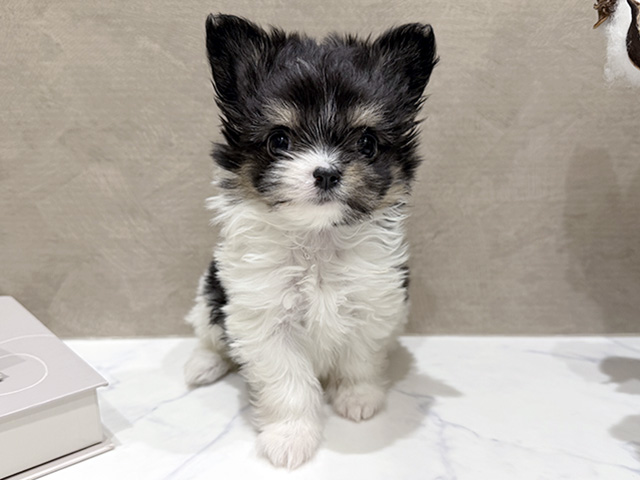 大阪府のチワマル/マルチワ(チワワ×マルチーズ) (ペッツファースト難波店/2025年12月8日生まれ/女の子/ホワイトブラック)の子犬