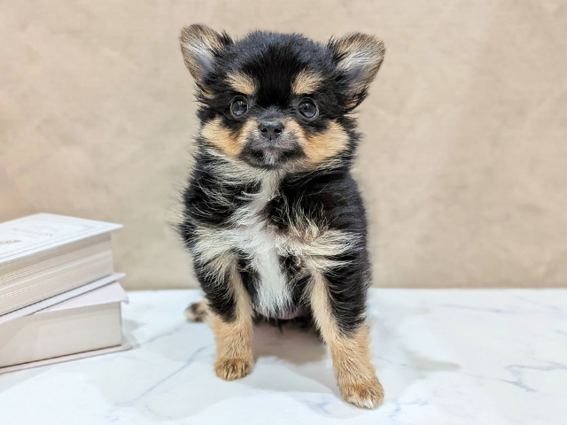 大阪府のポメチワ/チワポメ/ポメチー(ポメラニアン×チワワ) (ペッツファースト難波店/2025年12月7日生まれ/女の子/ブラックタン)の子犬の1枚目の画像