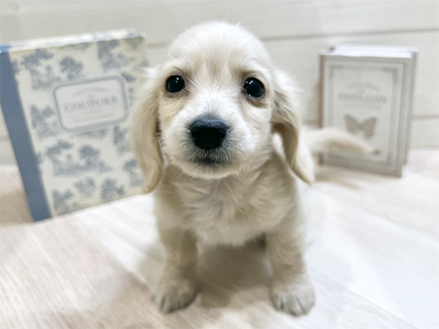 ミニチュアダックスフンド