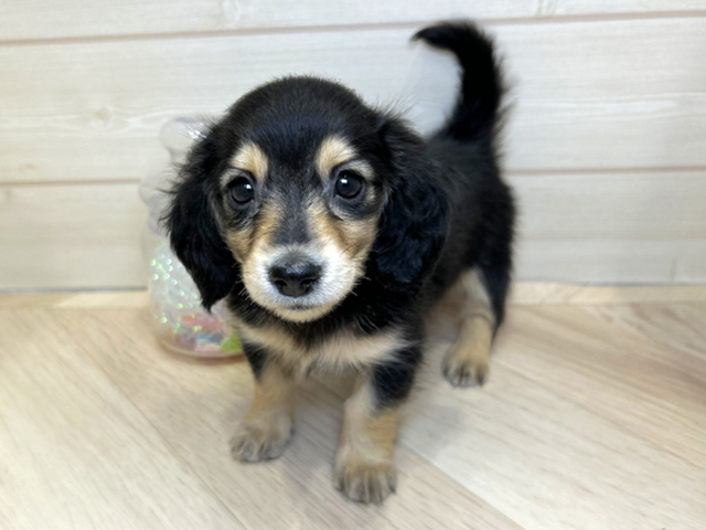 大阪府のミニチュアダックスフンド(ロング) (ペッツファーストららぽーと門真店/2025年12月8日生まれ/女の子/ブラックイエロー)の子犬