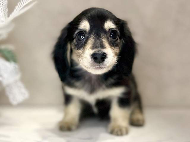 大阪府のミニチュアダックスフンド(ロング) (ペッツファースト茶屋町店/2025年12月8日生まれ/男の子/ブラックイエロー)の子犬の1枚目の画像