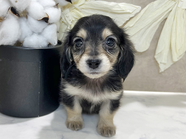 兵庫県のミニチュアダックスフンド(ロング) (ペッツファースト神戸三宮センター街店/2025年12月8日生まれ/女の子/ブラックイエロー)の子犬の1枚目の画像