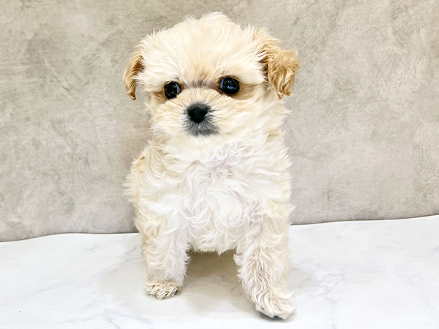 千葉県のペキプー(ペキニーズ×プードル) (ペッツファーストららぽーとTOKYO-BAY店/2025年12月8日生まれ/男の子/クリーム)の子犬の1枚目の画像